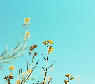 b25591_3352e742a2e5467aad7df422106fc278~mv2_d_3000_2000_s_2